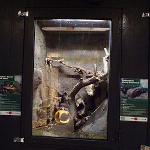 Madagascan hissing cockroach terrarium 14.10.23