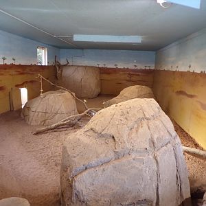 Meerkat and cape porcupine indoors 14.10.23