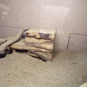 Six-banded armadillo enclosure 14.10.23