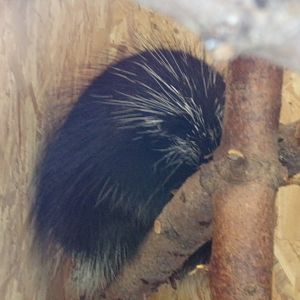 American porcupine 14.10.23