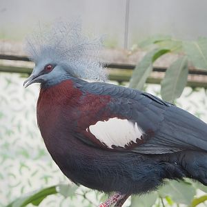 Sclater`s crowned-pigeon (Goura sclaterii), 2023-04-18