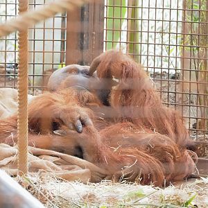 Sumatran orangutan (Pongo abelii) Bagus, 2023-04-18