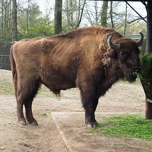 Wisent (Bison bonasus), 2023-04-18