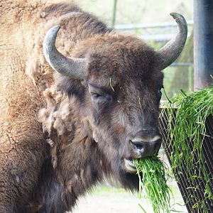 Wisent (Bison bonasus), 2023-04-18