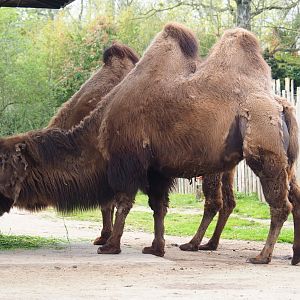 Domestic Bactrian camel (Camelus bactrianus), 2023-04-18