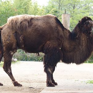 Domestic Bactrian camel (Camelus bactrianus), 2023-04-18