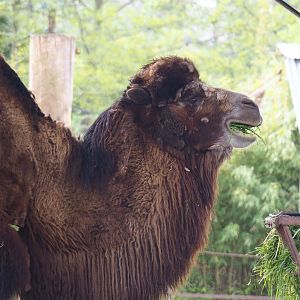 Domestic Bactrian camel (Camelus bactrianus), 2023-04-18