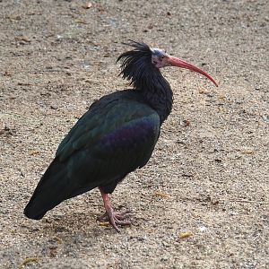 Waldrapp (Geronticus eremita), 2023-04-18