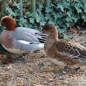 Eurasian wigeon pair (Mareca penelope), 2023-04-18