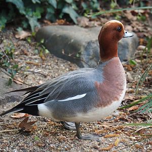Eurasian wigeon drake (Mareca penelope), 2023-04-18