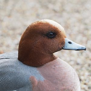 Eurasian wigeon drake (Mareca penelope), 2023-04-18
