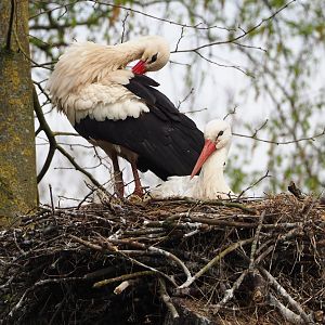 European white storks (Ciconia ciconia) on nest, 2023-04-18