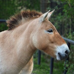 Przewalsi's horse (Equus ferus przewalskii), 2023-04-18