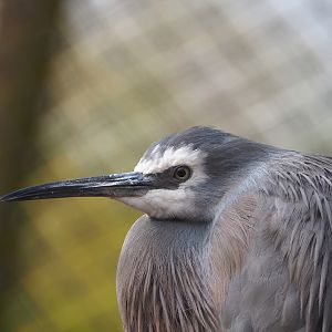 White-faced Heron (Egretta novaehollandiae), 2023-04-18