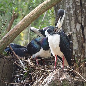 Straw-necked ibis (Threskiornis spinicollis), 2023-04-18