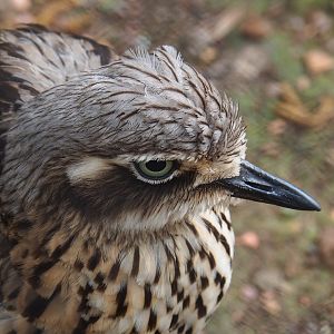 Bush stone-curlew (Burhinus grallarius), 2023-04-18
