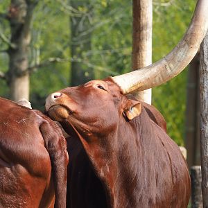 Ankole-Watusi cattle (Bos taurus indicus), 2023-04-18