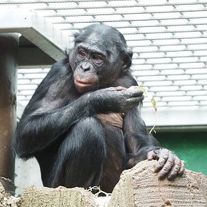 Bonobo (Pan paniscus), 2023-04-18