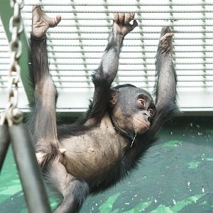 Juvenile Bonobo (Pan paniscus), 2023-04-18