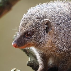 Banded mongoose (Mungos mungo), 2023-04-18