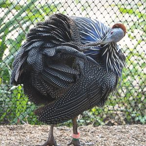Vulturine guineafowl (Acryllium vulturinum), 2023-04-18