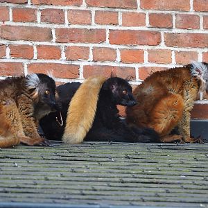 Black lemurs (Eulemur macaco), 2023-04-18