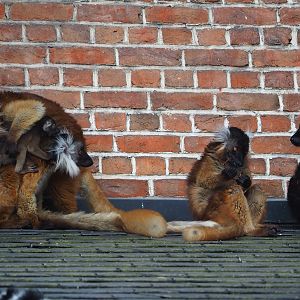 Black lemurs (Eulemur macaco), 2023-04-18