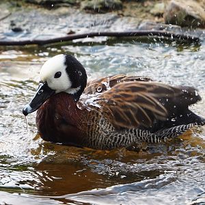 Bathing White-faced whistling duck (Dendrocygna viduata), 2023-04-18