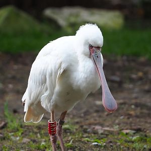 African spoonbill (Platalea alba), 2023-04-18