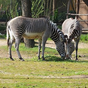 Grévy's zebras (Equus grevyi), 2023-04-18