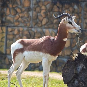 Mhorr gazelle (Nanger dama mhorr), 2023-04-18