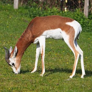 Mhorr gazelle (Nanger dama mhorr), 2023-04-18