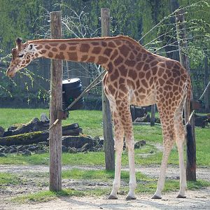 Kordofan giraffe (Giraffa camelopardalis antiquorum), 2023-04-18