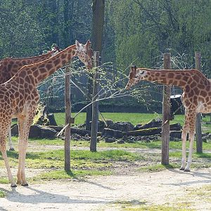 Kordofan giraffes (Giraffa camelopardalis antiquorum), 2023-04-18
