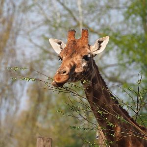 Kordofan giraffe (Giraffa camelopardalis antiquorum), 2023-04-18