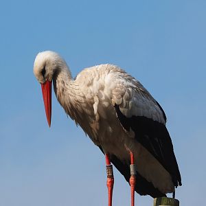 European white stork (Ciconia ciconia), 2023-04-18