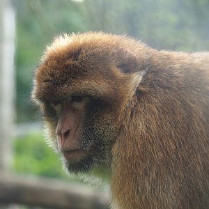 Barbary macaque (Macaca sylvanus), 2023-04-18