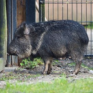Chacoan peccary (Catagonus wagneri), 2023-04-18