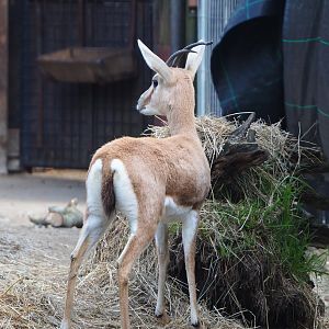 Slender-horned gazelle (Gazella leptoceros), 2023-04-18