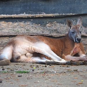 Red kangaroo (Osphranter rufus), 2023-04-18