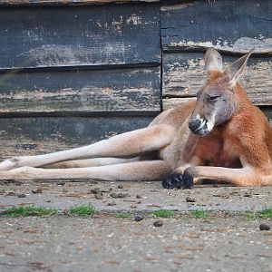 Red kangaroo (Osphranter rufus), 2023-04-18