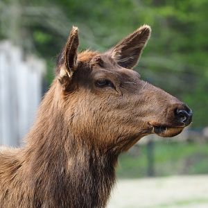 Rocky Mountain wapiti (Cervus canadensis nelsoni), 2023-04-18
