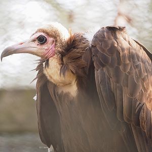 Hooded vulture (Necrosyrtes monachus), 2023-04-18