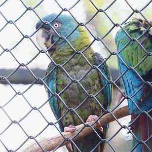 Blue-headed macaw (Primolius couloni), 2023-04-18