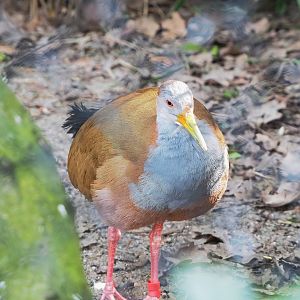 Giant wood rail (Aramides ypecaha), 2023-04-18