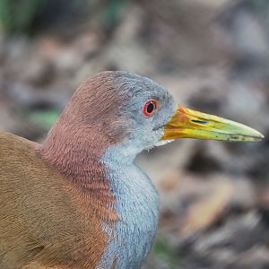 Giant wood rail (Aramides ypecaha), 2023-04-18