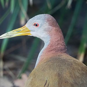 Giant wood rail (Aramides ypecaha), 2023-04-18