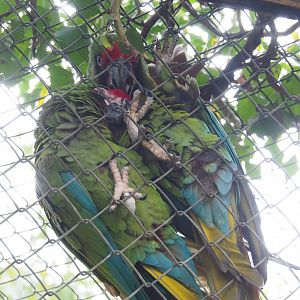 Mexican military macaws (Ara militaris mexicana), 2023-04-18