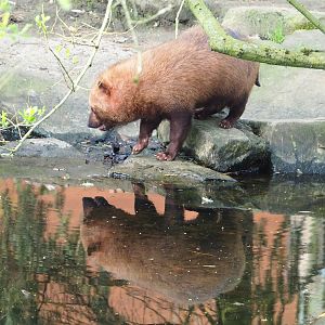 Bush dog (Speothos venaticus), 2023-04-18