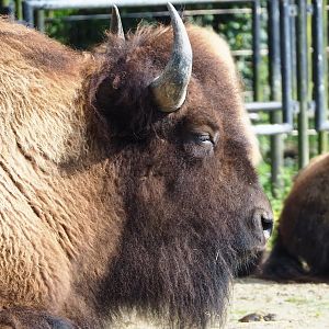American Plains bison (Bison bison bison), 2023-04-18